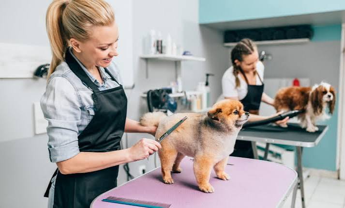 Professional pet groomers grooming dogs at a modern pet salon, providing expert dog grooming and pet care services in a clean, professional environment.