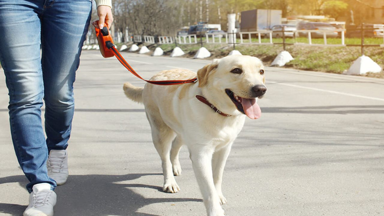 This image shows pet sitting and dog walking business.