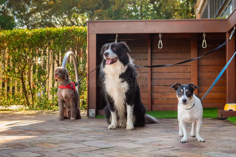 Three pet dogs waiting on leashes in an outdoor pet sitting area, representing a professional pet sitting and dog walking business.